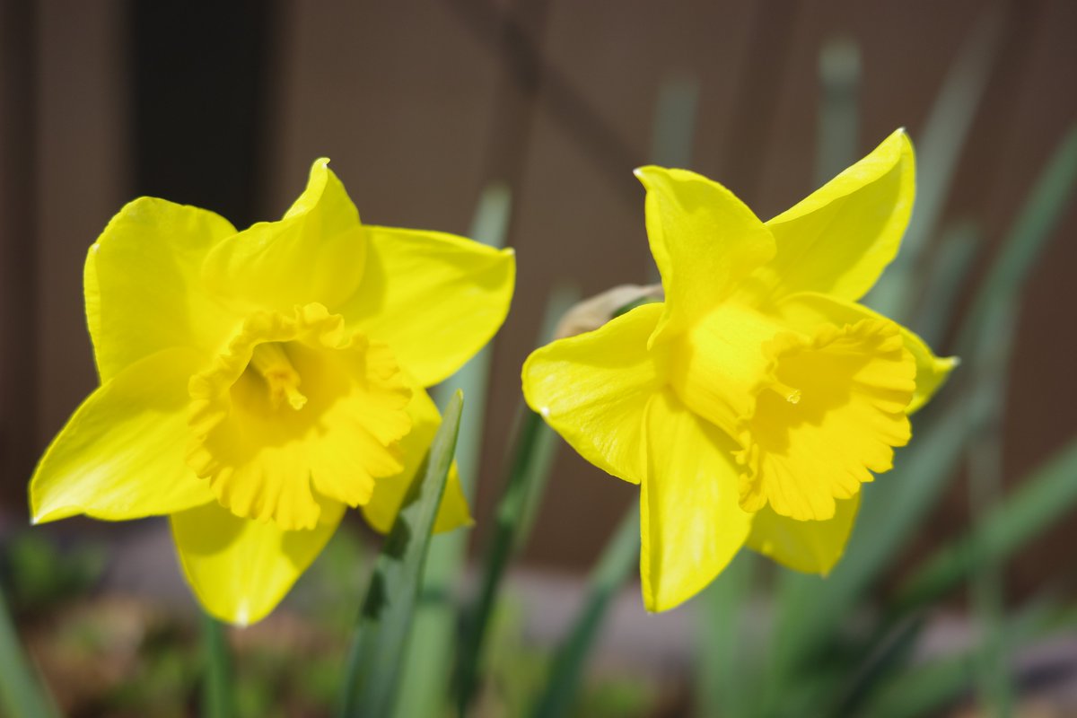 スイセン（アーリーセンセーション）
黄色のスイセンの花言葉：「私のもとへ帰って」
GR3x

#TLを花でいっぱいにしよう
#写真好きな人と繋がりたい