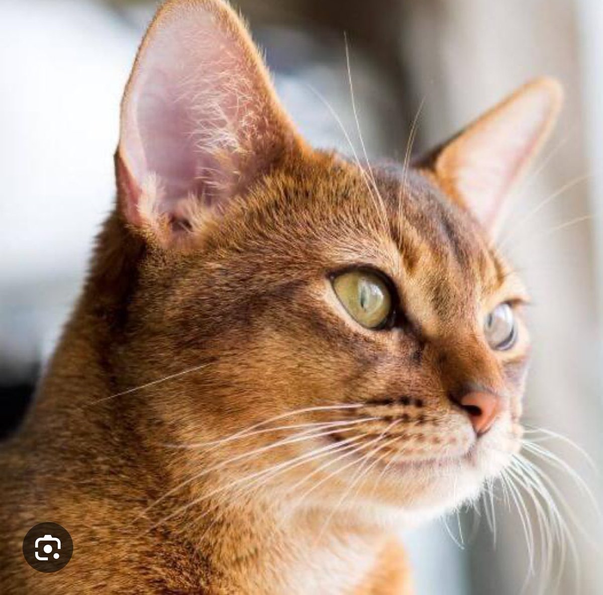 Pb18379371Pb's tweet photo. “Salvem o gato” 
Uma  frase muito comum nestes exercícios.. But Camp e como falaram em gato por outro colegas o Miguel faz essa brincadeira.. sempre brincou,  pk é que dps  das explicações dele  só acreditam no Savate que deixou a brincadeira até ao fim.
#BBTVI 
És justo vencedor https://t.co/yliUx3sZ6F