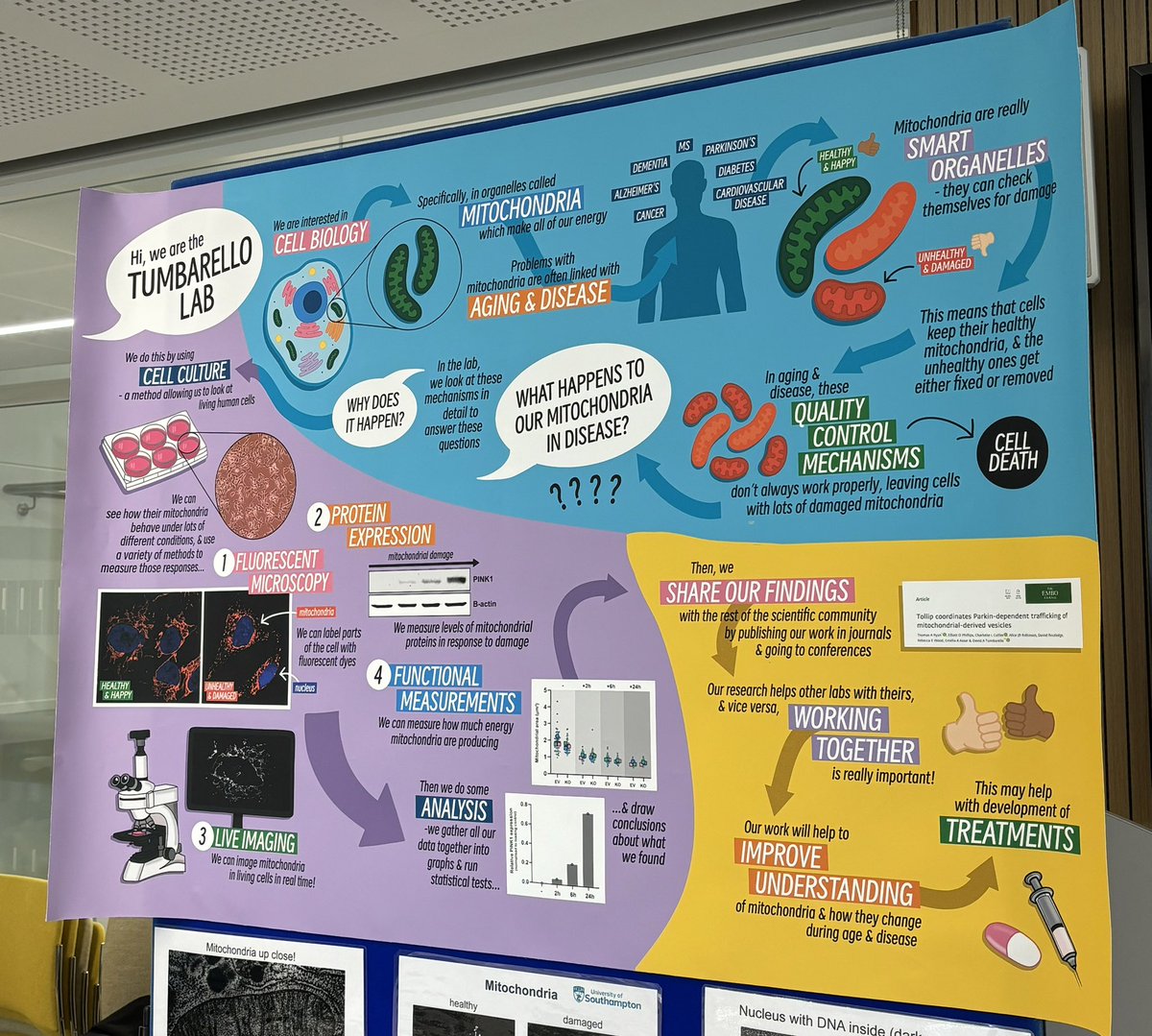 Had a great time sharing cell biology with the public at #SOTSEF over the weekend 🤩 A very rewarding day with lots of engagement from people of all ages wanting to learn about our cells & their mitochondria⚡️

@unisouthampton @UoS_Engagement @sotonbiosci