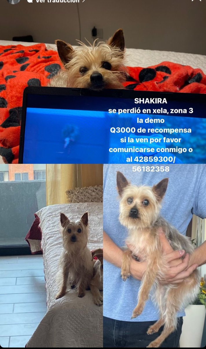 MarianCruzDL's tweet photo. Por favor si alguien la encuentra en Quetzaltenango 🙏🏼

@prosperoventura @KarlaCalvillo https://t.co/JJ5UbP78o3