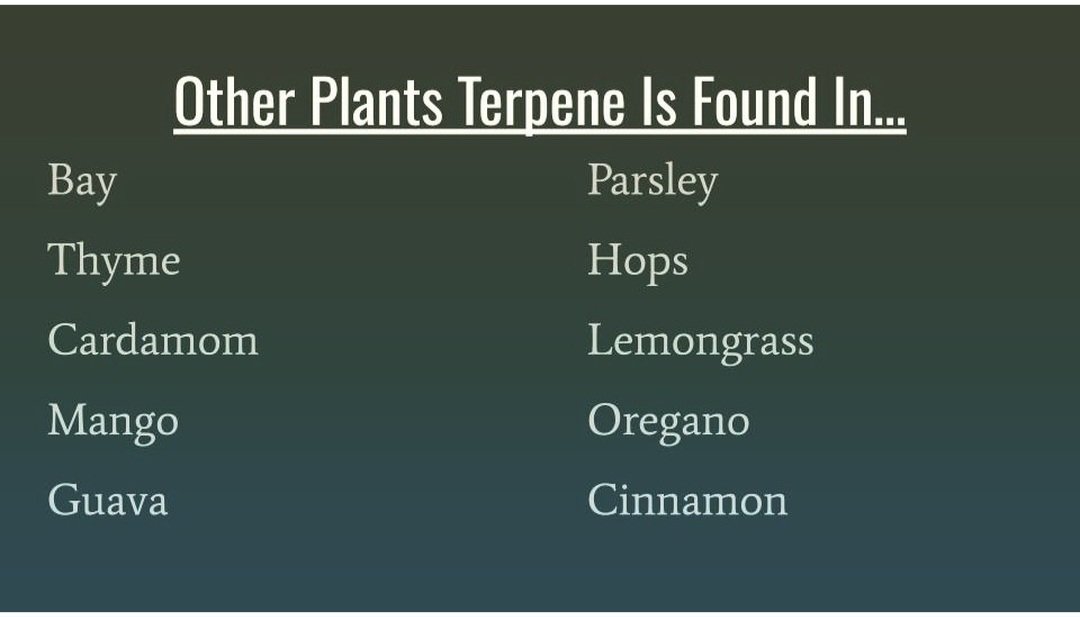 RahsticRoots's tweet photo. Terpene Time!!!
.
.
.
#cannabisfromtherootup #cannabis #cannabisresearch #terpenetime #terpene #research #science #Massachusettscannabis #terpenereview #themoreyouknow #knowledgeispower #stayhappy #stayhigh https://t.co/geDJmdqSaY