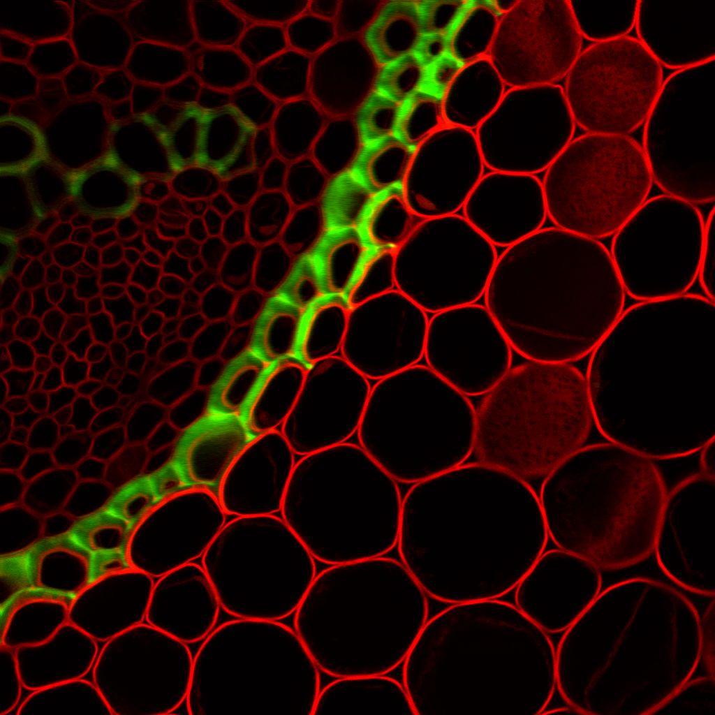 Ready for spring? Us too! Check out these test images of Lily of the Valley stem, collected with our FemtoFiber ultra 920 and a <a href="/Thorlabs/">Thorlabs</a> Bergamo II microscope. Peak power is brightness!
The perfect balance between pulse duration and pulse quality: qr.codes/L7j2WY