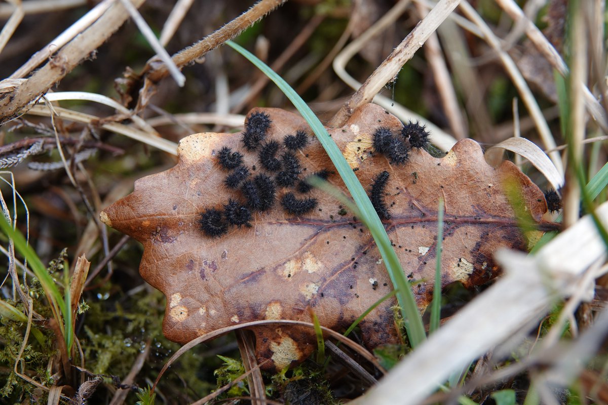 We are in the 4th year of our marsh fritillary reinforcement project. Today was spent collecting 80 caterpillars from the wild for another round of rearing and releases later in the year. Big thank you to all the volunteers. More about the project at: natureconservation.wales/marsh-fritilla…