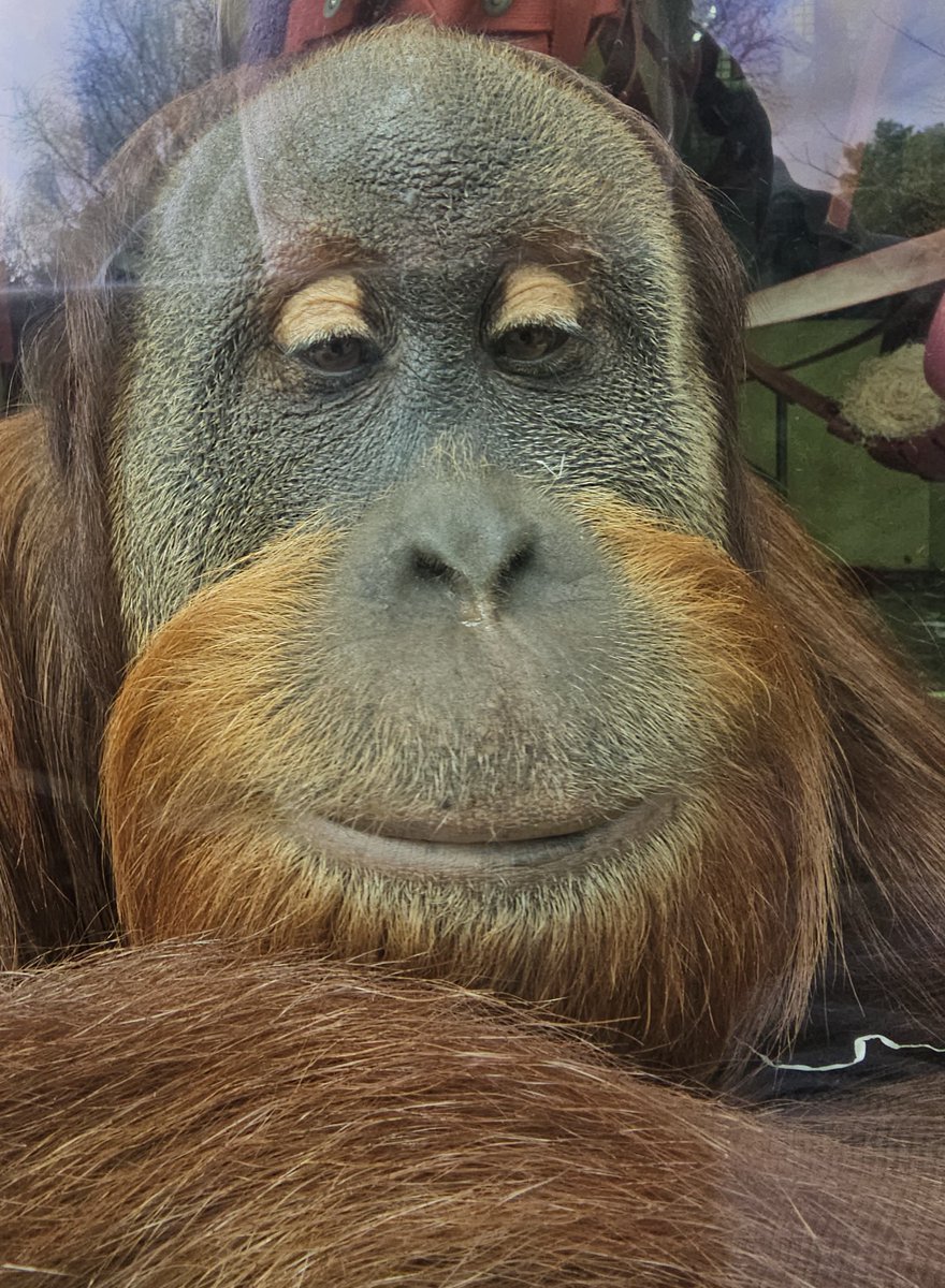 When you accidentally have the front facing camera on...

Only joking! Sumatran orangutan Bulu Mata looks great as always, and this photo was taken by visitor Shelley ❤

#visitdorsetofficial #daysout #purbeck #AnimalRescue #apes #primates #wildlife #endangeredspecies