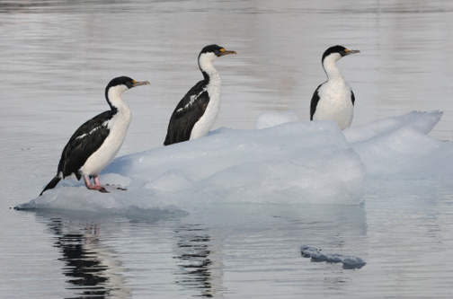 Highly pathogenic avian influenza virus H5N1 suspected in apparently healthy birds in Antarctica: 7/16 Adelie penguins (Beagle Island, Dec 2023), and 1/9 Adelie penguins and 1/4 Antarctic shags (Red Rock Ridge, Jan 2024). #vogelgriep biorxiv.org/content/10.110…