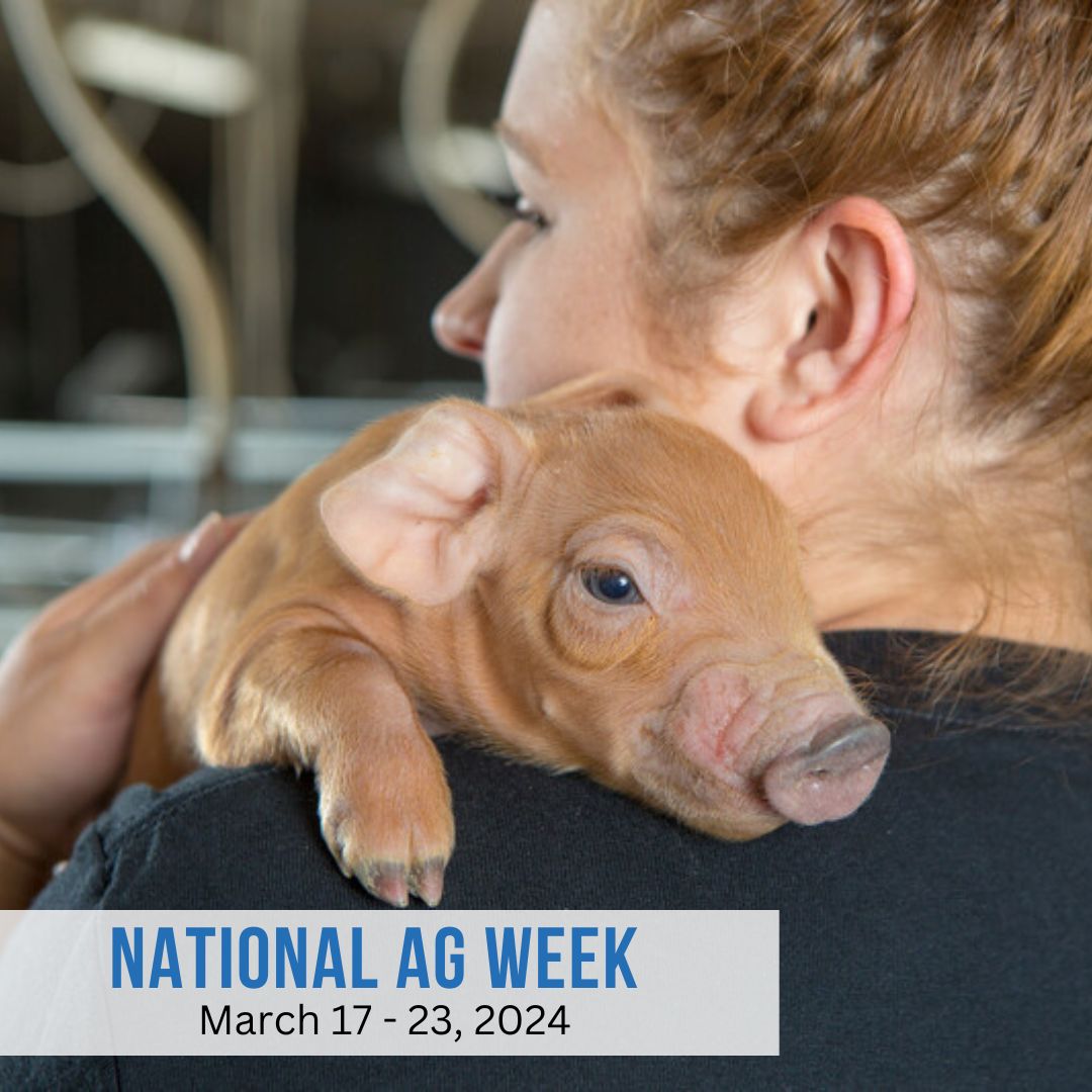 Did you know that this week is #NationalAgWeek? Whether it's caring for the land, the pigs, or the people, our farmers go above and beyond in all they do! #RealPork #RealFarmers #WeAreOhioPigFarmers #AgWeek24 #OHPork To learn more visit ohpork.org.