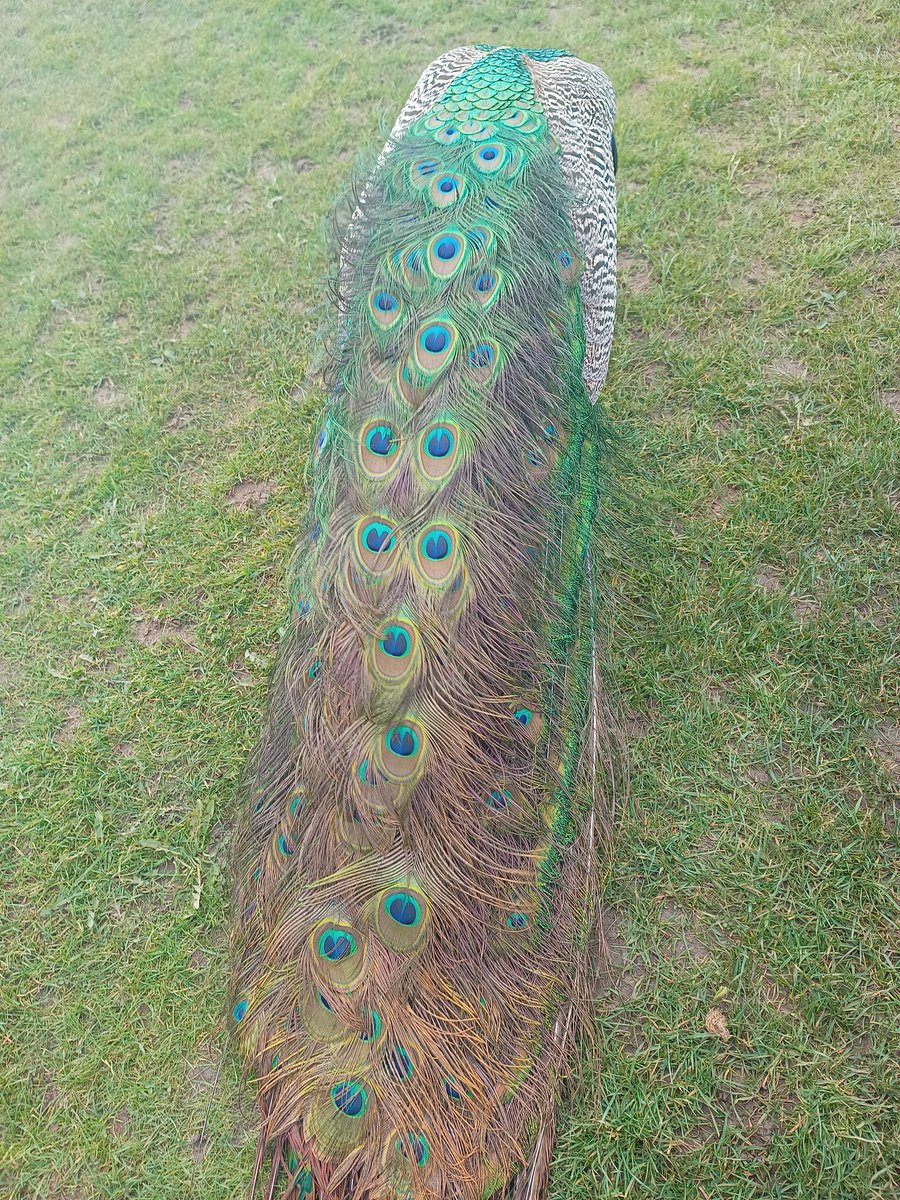 A busy trip to @NTNewarkPark yarn bombing ready for Easter, lunch with Percy the peacock and a walk in the woods where I spotted a nuthatch.