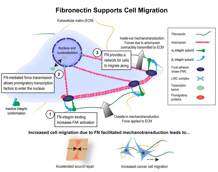 Our first #ArticleinPress of the week is from a pair of awesome authors at @TU_Engineering. The role of fibronectin in mediating cell migration (Jessica Longstreth and @Karin_Wang26 ): ow.ly/yjow50QVR81 #Cancer #Fibronectin #Wound #Repair