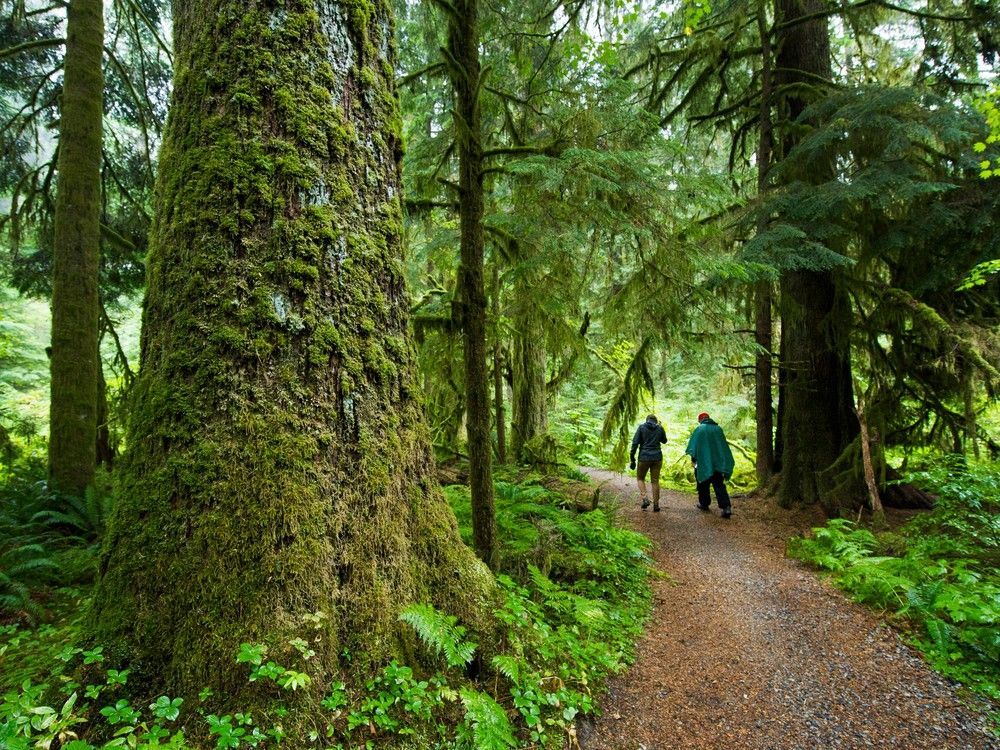 Forest bathing can ease stress, boost cognitive function: UBC scientist vancouversun.com/health/local-h…
