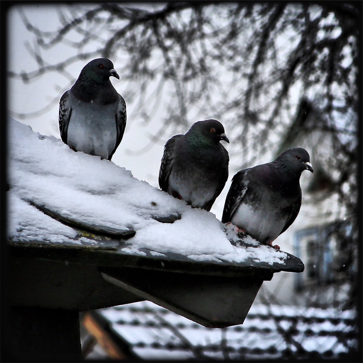 ... tres amigos ... #pigeons #roof #snow #frost #wintermemories #stilllife #animals #birds #nature #urban #mood #atmosphere #dream #silence #peace #symbol #friendship