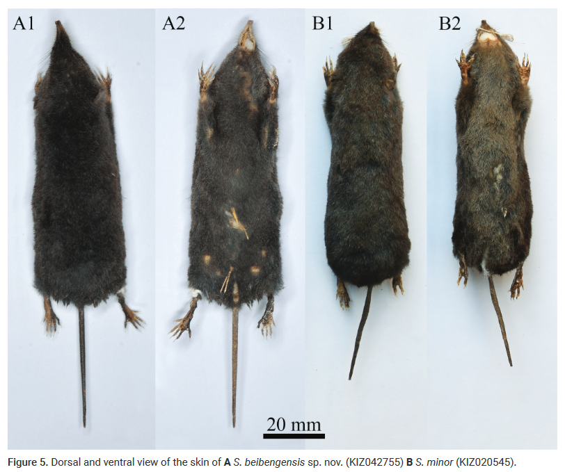 ZooKeys_Journal's tweet photo. From Medog County in China, a new species of shrew: https://t.co/tIkaCyejwO

#phylogeny #mammals #taxonomy https://t.co/eiaELUf8eZ