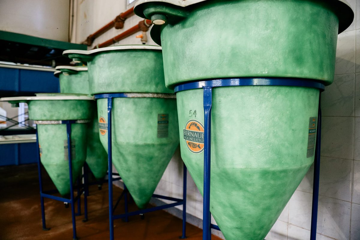 En la Estación de Piscicultura de Candelaria, entregamos 1.500 alevines de pacú y alimento para peces a 16 productores misioneros. ¡En #Misiones desarrollamos la actividad acuícola entre todos!