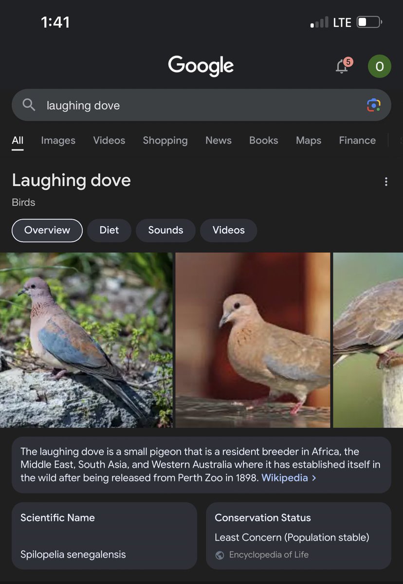 ChargieKosowo's tweet photo. Tired of not knowing the type of bird that highly populates Nigeria? 
You’re welcome 🤍 https://t.co/Xj0SHUqAqv