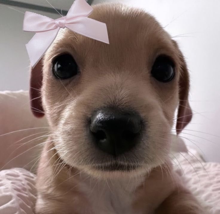 life is So hard being a puppy trapped in a Girl's body...