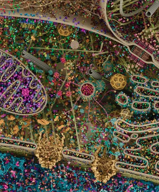 slava__bobrov's tweet photo. One of the most detailed models of a human cell. Obtained using X-ray, and cryoelectron microscopy: https://t.co/05jsZAFOgi