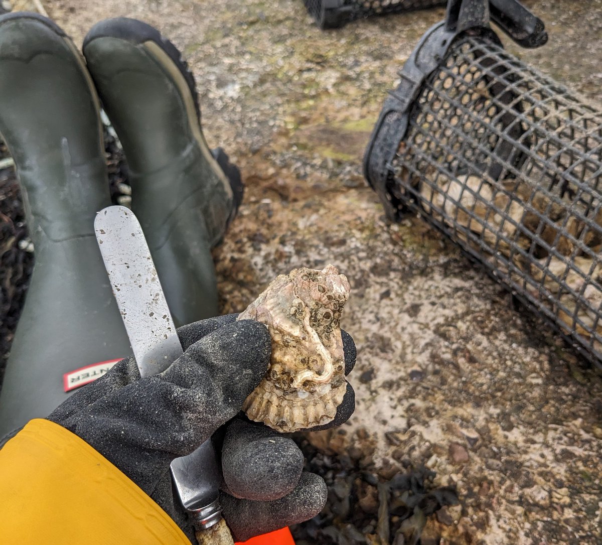 There is still time to join us for our final DEEP oyster biosecurity sessions at @HeriotWattUni! 🦪 a great opportunity to learn restoration skills & gain environmental volunteer experience, join us 20th, 26th-28th March: eventbrite.com/cc/native-oyst…