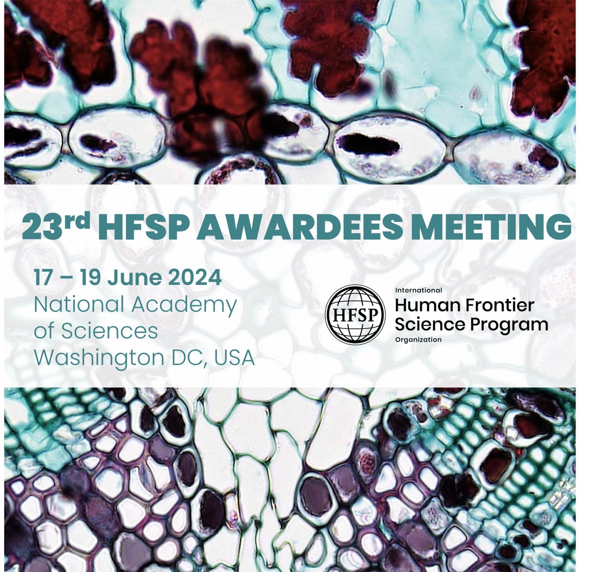 📅 Save the Date! 🌟 The 23rd HFSP Awardees Meeting is coming your way! Join us at the @theNASciences in #WashingtonDC #USA from June 17-19, 2024. #HFSPAwardees and #HFSPAlumni, are warmly invited🙃More details: hfsp.org/aam See you there! #HFSPmeeting2024