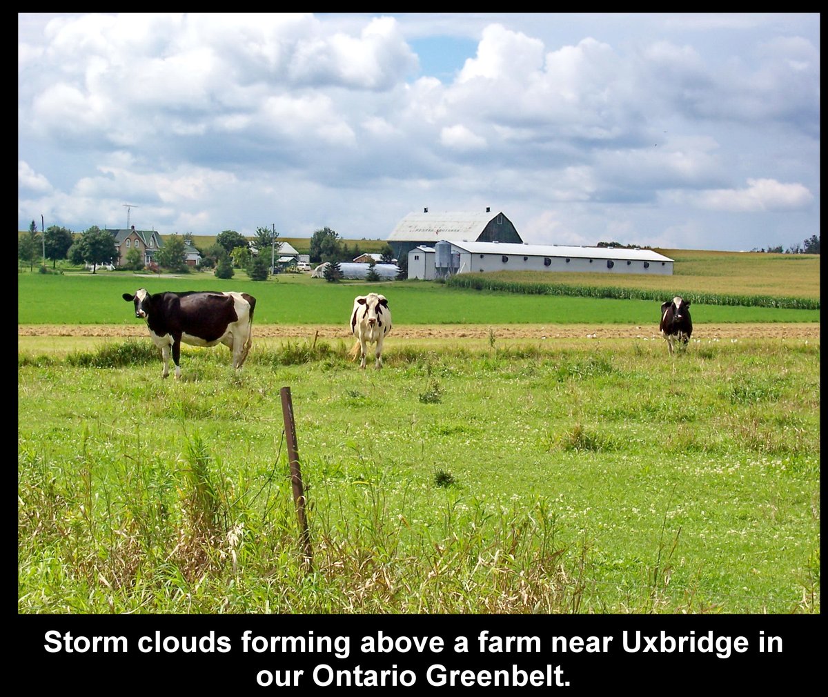 Day 479e of our pictures & Doug Ford's self serving agenda must be stopped.Let's finish this with saving  our #Greenbelt & stop #Hwy413 & the Bradford Bypass & save nature. #DougFordisaLiar & the #RCMP investigation continues. @Envirodefence #GreenbeltScandal #stopsprawl #ONpoli