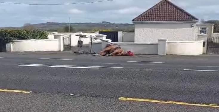 MyLovelyHorseR's tweet photo. This poor horse died on the side of the road while racing & was left like rubbish while the race continued - N21 outside Newcastle West. @GardaTraffic & Deel Animal Rescue think she died of a heart attack. 💔

These sulky races happen all the time - young horses being whipped to go faster, legs destroyed on hard roads, big money made on bets. 🤬

This is not the first poor horse to die & be abandoned & won’t be the last. Was she microchipped? Someone needs to be held accountable. RIP, poor girl. We’re so sorry this country let you down. 💔