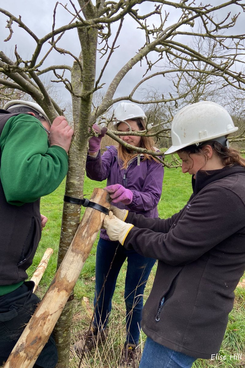 Last week at #LowerSmiteFarm, Trust colleagues were busy rejuvenating the orchard! Rotting or weak tree guards were replaced and some new trees were planted 🌳