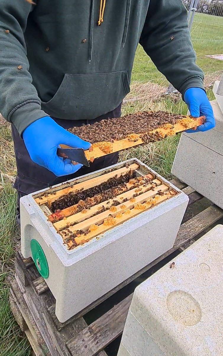 BSHoneyBees's tweet photo. 🐝 Attention pre-order April Overwintered Nuc customers! 📣

📧 Emails are out for collection slots. 🏡 For delivery, expect booking confirmations soon. 📦 We're buzzing with excitement to send out your bees! Stay tuned for updates. 🌼🍯 #Beekeeping #Nucs #PreOrder #BeeSuppliers https://t.co/GpZMZ9ZkLy