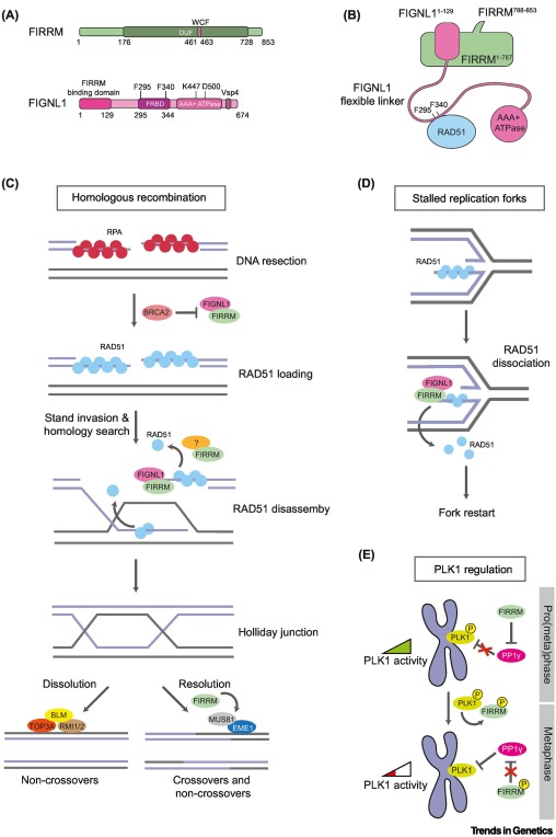 FIRRM and FIGNL1: partners in the regulation of homologous recombination dlvr.it/T4F8MH