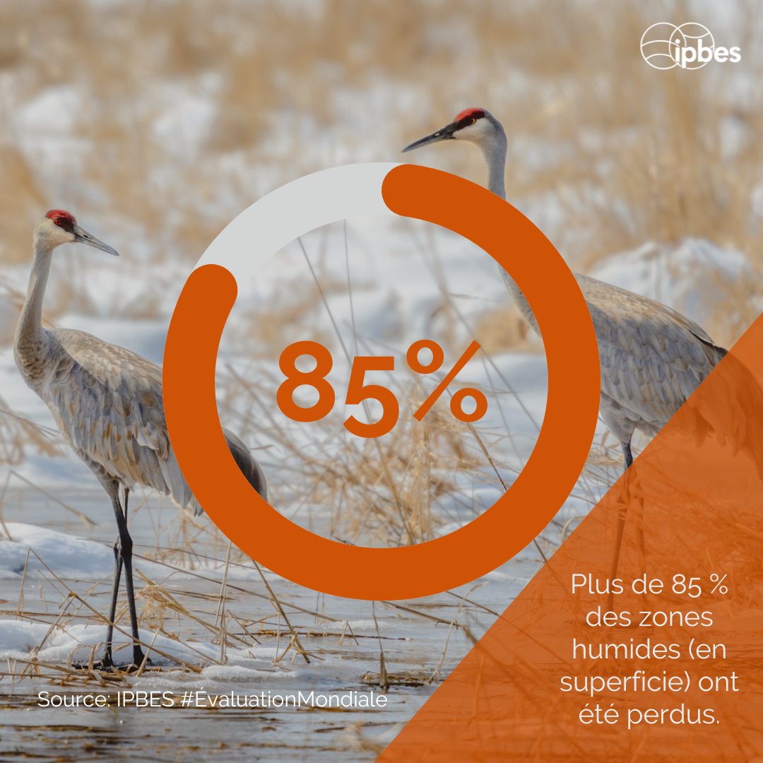 Les #ZonesHumides jouent un rôle essentiel dans la #biodiversité, servant d'habitats pour d'innombrables espèces de plantes, d'animaux et d'oiseaux migrateurs. 💧

Cependant, plus de 85 % des zones humides (en superficie) ont déjà été perdus. 🌎

—<a href="/IPBES/">ipbes</a> #ÉvaluationMondiale