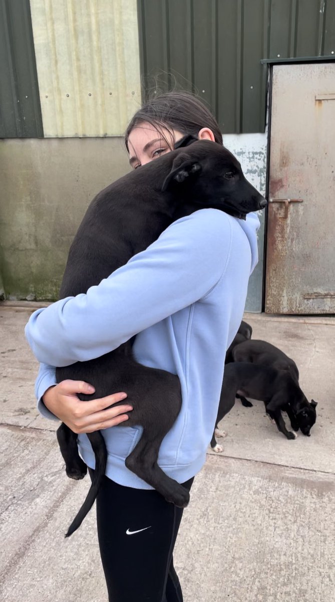 Girls having fun with the pups this morning.
Grangeview Ten x Blossoms Pet (x Ballymac Petsy) breeding doesn’t get much better!
Lovely pups. Just turning 11 weeks. 
I’ve a few available to new homes so PM me if interested. 🚀🚀💪
