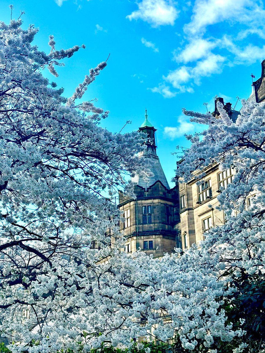 VisitSheffield's tweet image. More please! So nice to have some proper blue skies above #Sheffield yesterday afternoon, especially with the arrival of blossom season-  scenes from the Peace Gardens @sheffcitycentre here.🌞🏙️🌸 #EnglishTourismWeek24