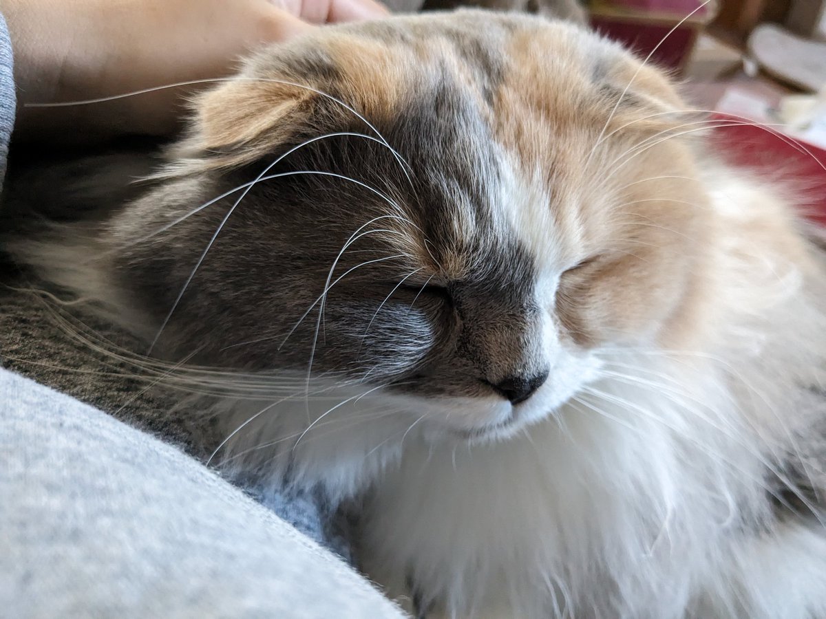 MoKo_1_16's tweet photo. 気持ちよさそうな もこ

#ねこ #猫 #もこ #スコティッシュフォールド #猫のいる幸せ #猫のいる生活 https://t.co/pcrbrPzN7X