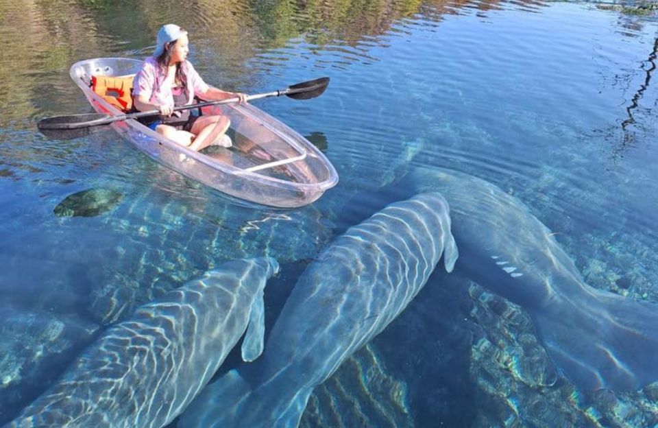 go2cheapflights's tweet photo. Kayak with manatees &amp; monkeys! Explore crystal-clear Silver Springs &amp; see diverse wildlife on a guided tour. #Florida #Travel #Manatees
https://t.co/m20AswX4Sx https://t.co/3qGfLTdMfJ