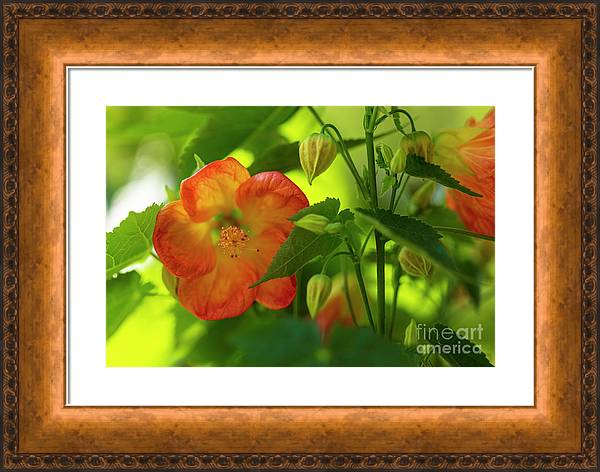 Abutilon in the garden: fineartamerica.com/featured/abuti… #spring #flowers #art #artwork #BuyIntoArt