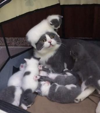 youhavenot's tweet photo. this mama cat looks completely unprepared for the realities of parenthood. https://t.co/cEN2d8DgFx
