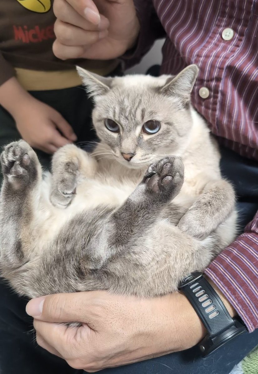 bastet_camera's tweet photo. 前世はアルマジロとかハリネズミとかだったのかなって思うくらい、丸くなる保護猫ちゃん☺️ https://t.co/nm7l8OYy5T