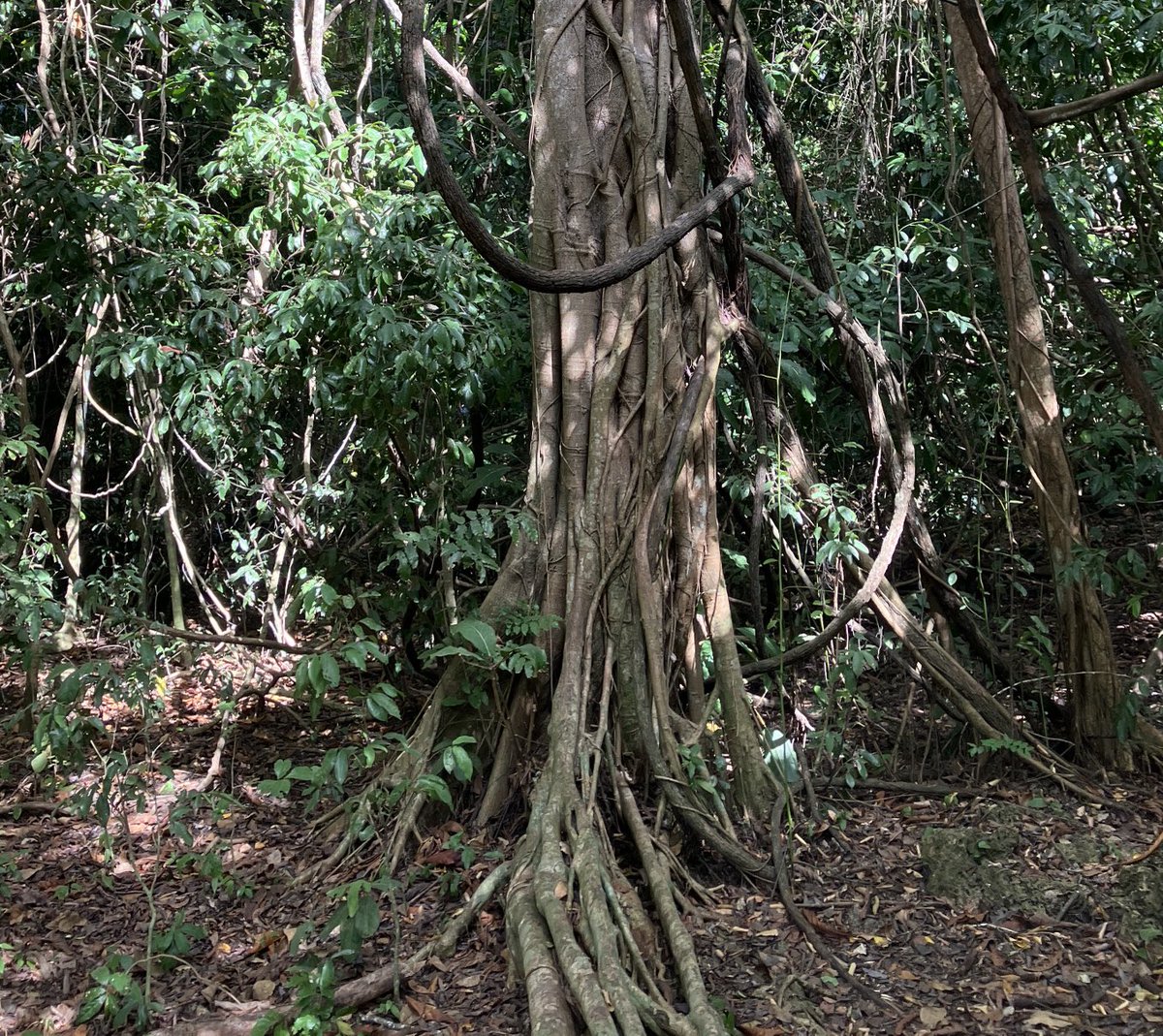 TravelEdNigel's tweet photo. Visiting the rainforest at Kaya Kinodo eco project near Mombasa on @TUIUK Kenya press trip. This Strangler Fig kills other trees by sucking up their nutrients. Murderous trees! Who knew? #Triffid #AudreyJr https://t.co/XNoRfSqhDu