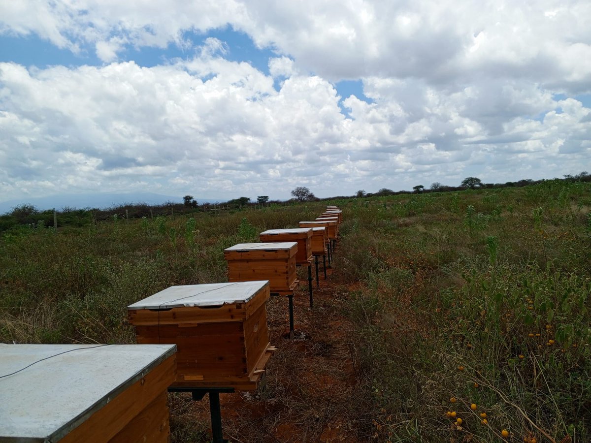 Successfully completed installation of 100 Langstroth hives at our client's farm in Orkung',#TaitaTaveta. Elevate your #beekeeping journey with us. Visit our branches or call +254-706349748 to place your order. 🐝 #beekeeper #beekeepinginkenya #langstroth #apiculture #apiarylife