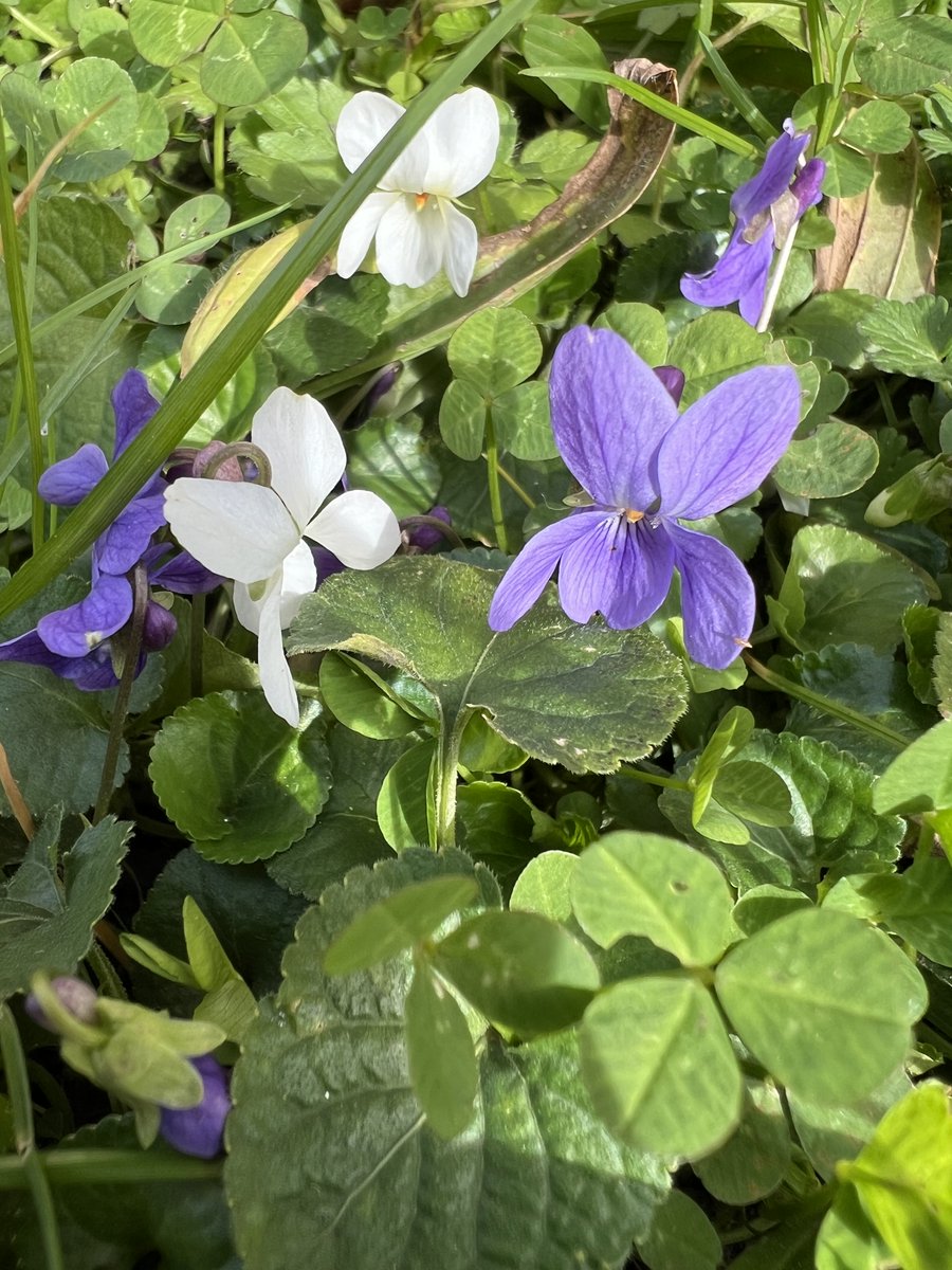 Läuft bei der Bildung der blauen Farbstoffe (Anthocyane) etwas schief, so kann es sein, dass neben den typisch violett-blauen Blüten des März-Veilchens (Viola odorata) auch Albino-Varianten auftreten.  Aber keine Sorge, #FloraIncognita bestimmt auch diese! 
#Pflanzenwissen
