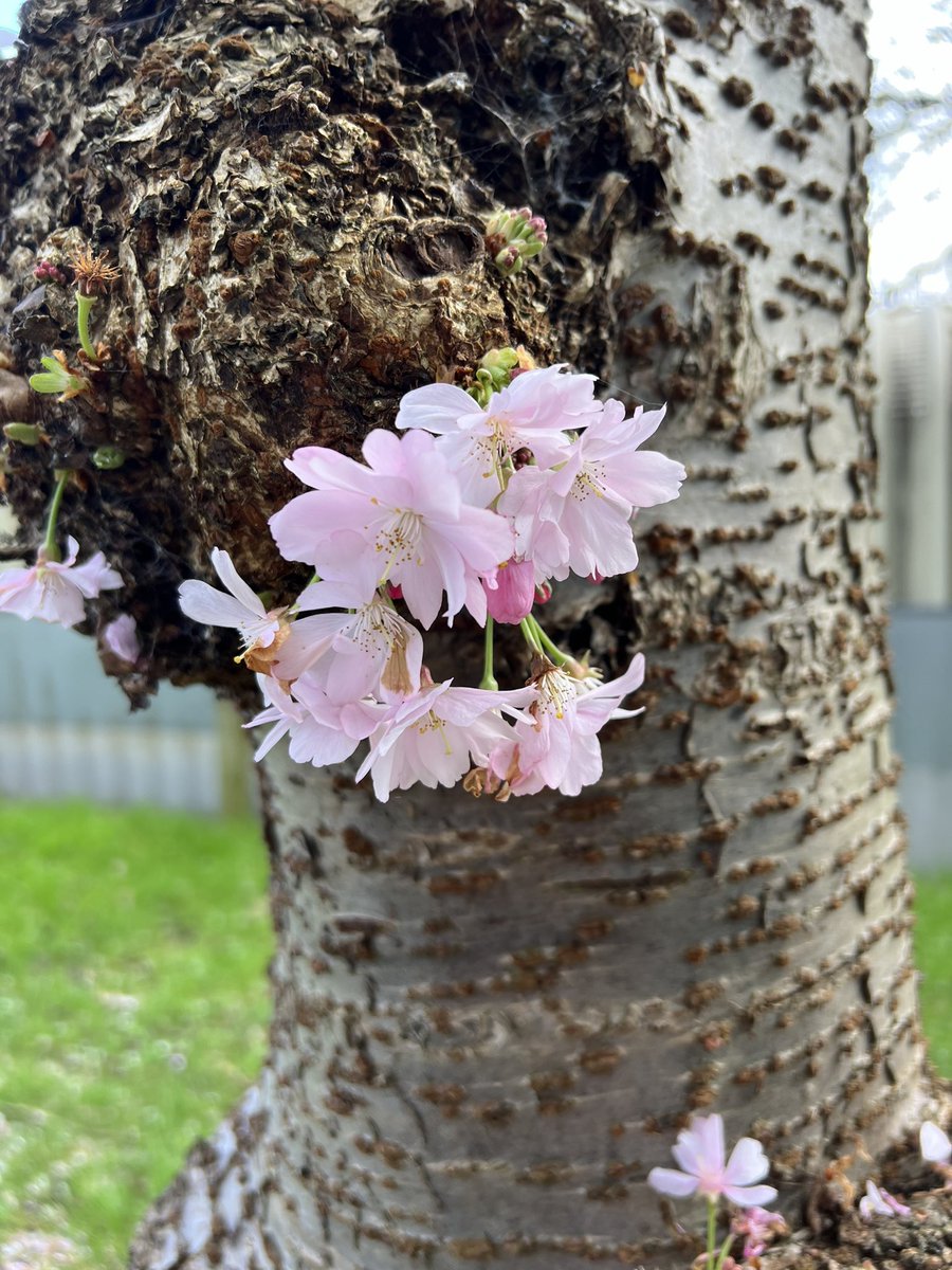 Tracey McClelland tweet media