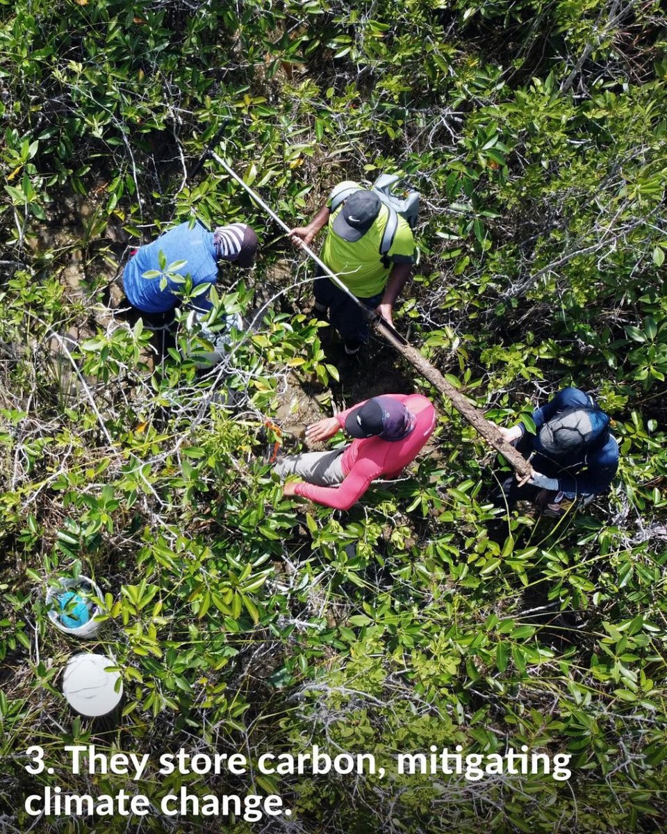 Protect mangroves or face the consequences! These vital ecosystems are crucial for marine life survival and human livelihoods. Let's not gamble with our future – it's time to take action and safeguard our mangroves. 🌱🌊 #reefwithabeef #ProtectOurEcosystems
📸: @pewenvironment