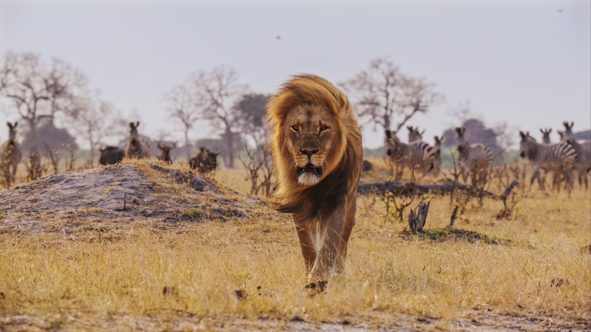 Lions are supremely adapted to their environment and know exactly how to use it! Watch EARTHSOUNDS on @AppleTV to find out how these astonishing carnivores use sound to their advantage. ​🦁🌍🔊 Tom Hiddleston #Earthsounds #NaturalHistory #Lion #Africa