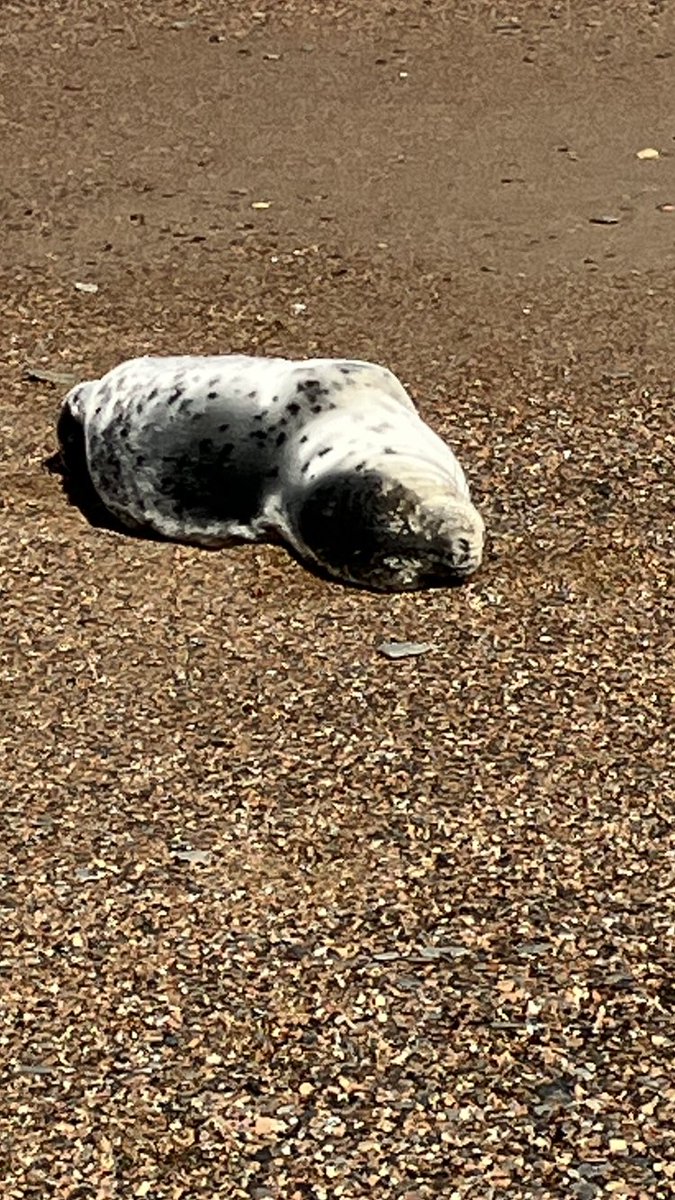 This little fella on the beach resting, quite plump and healthy