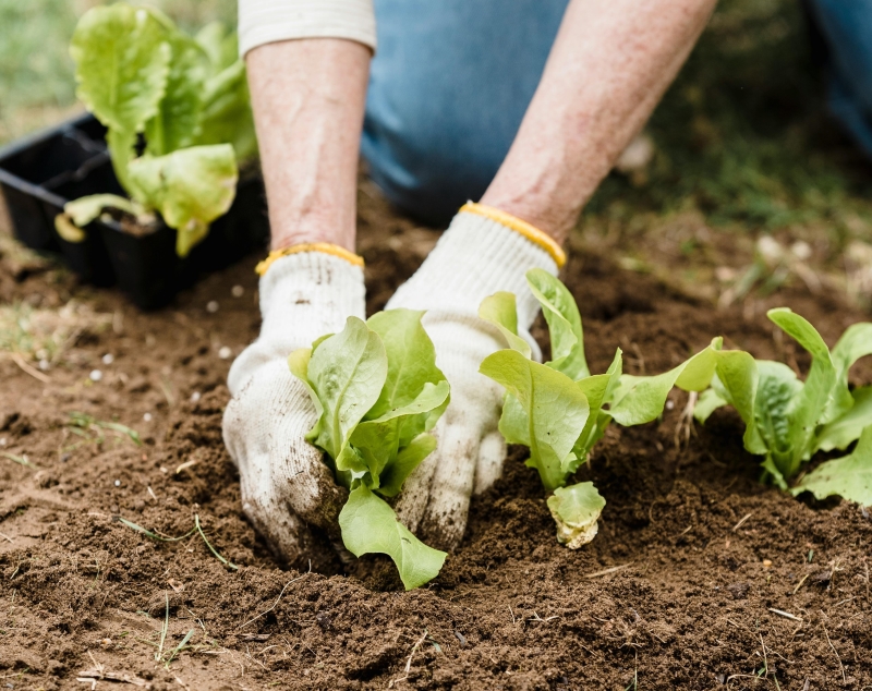 Spring comes this week including 🍀spring plant sales🍀 to start your garden: greenabilitymagazine.com/start-garden-s…