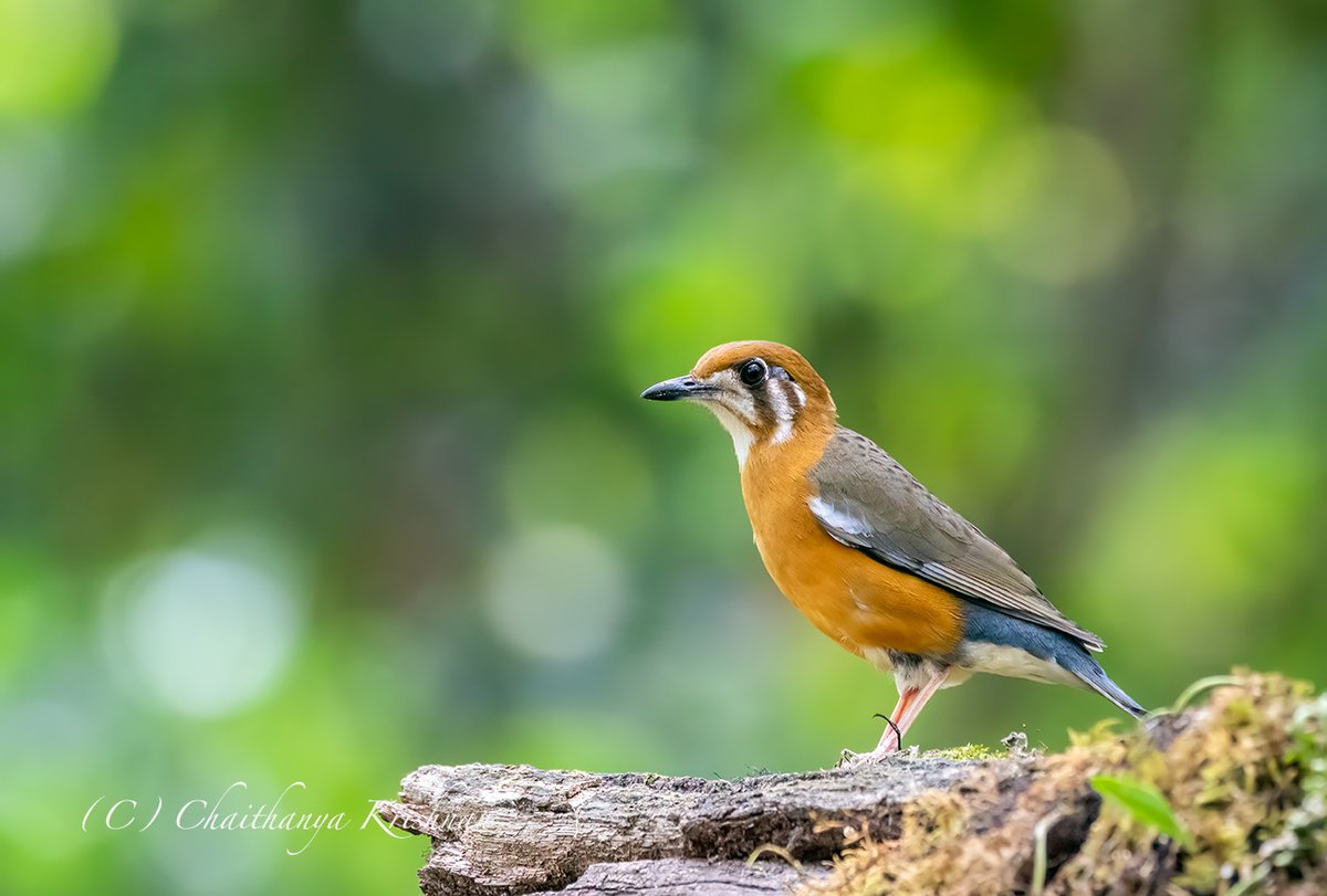 chaithanyak's tweet photo. Orange-headed Thrush
Thattekad, Kerala
#IndiAves @IndiAves #birds #birdsofkerala #Kerala #Indianbirds #wildlife #wildlifephotography #birdwatching #ThePhotoHour #ThePhotoMode #BBCWildlifePOTD #DailyPictureTheme https://t.co/G0gJP6wh0Q