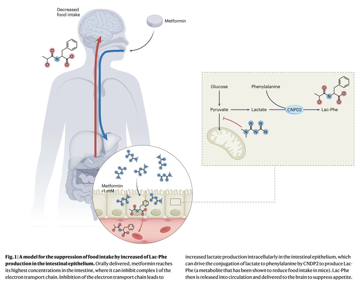 Like so many other drugs frequently used in medicine, the mechanism of action for metformin is not understood. A new report today highlights the gut-brain axis for its suppression of appetite nature.com/articles/s4225… nature.com/articles/s4225… @NatMetabolism