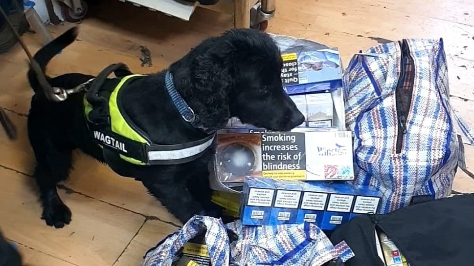IslingtonBC's tweet photo. Meet Cooper, the sniffer dog! This very good boy helped our Trading Standards team uncover thousands of illegal tobacco and vape products at a business in Islington. We take these crimes very seriously. Last week, the business and its director were fined over £32,000 #dogwithjobs https://t.co/ktZXWH7LSl
