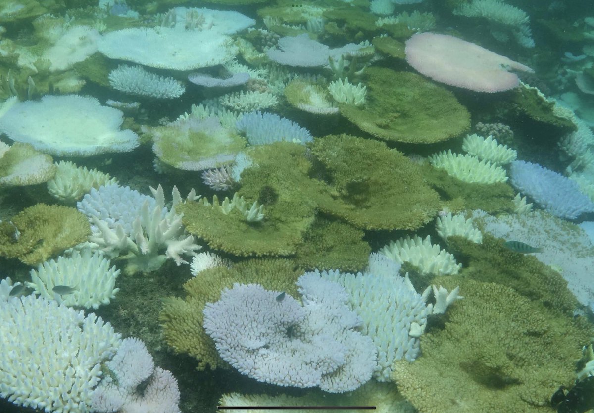 Update: Photo from Lizard Island. The green corals are already dead, colonised by algae.