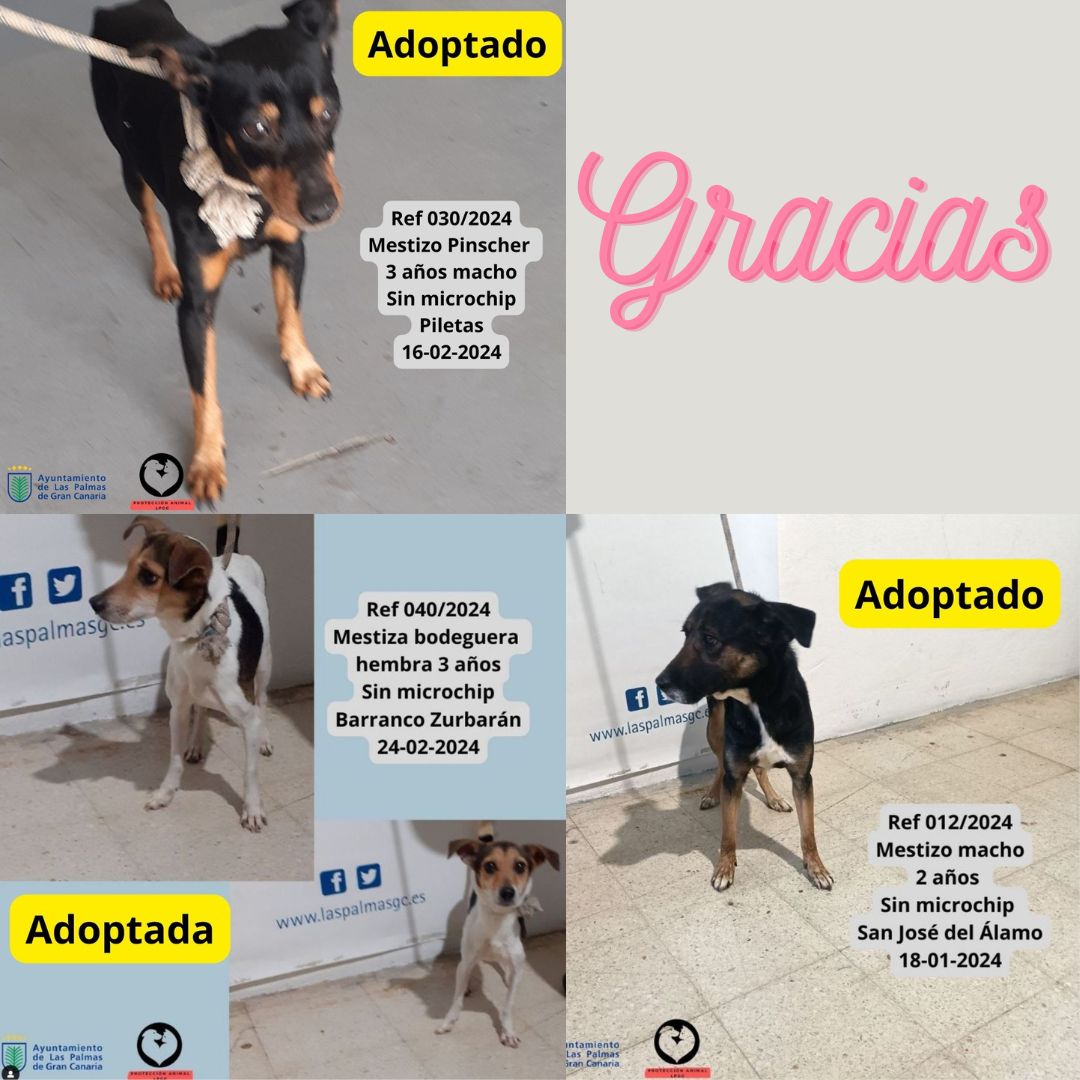¡Felices! Muchas gracias por darles una nueva oportunidad y un hogar a estos perros.

#Gracias
#adopta #adopt #laspalmasdegrancanaria #grancanaria
#proteccionanimal_lpgc