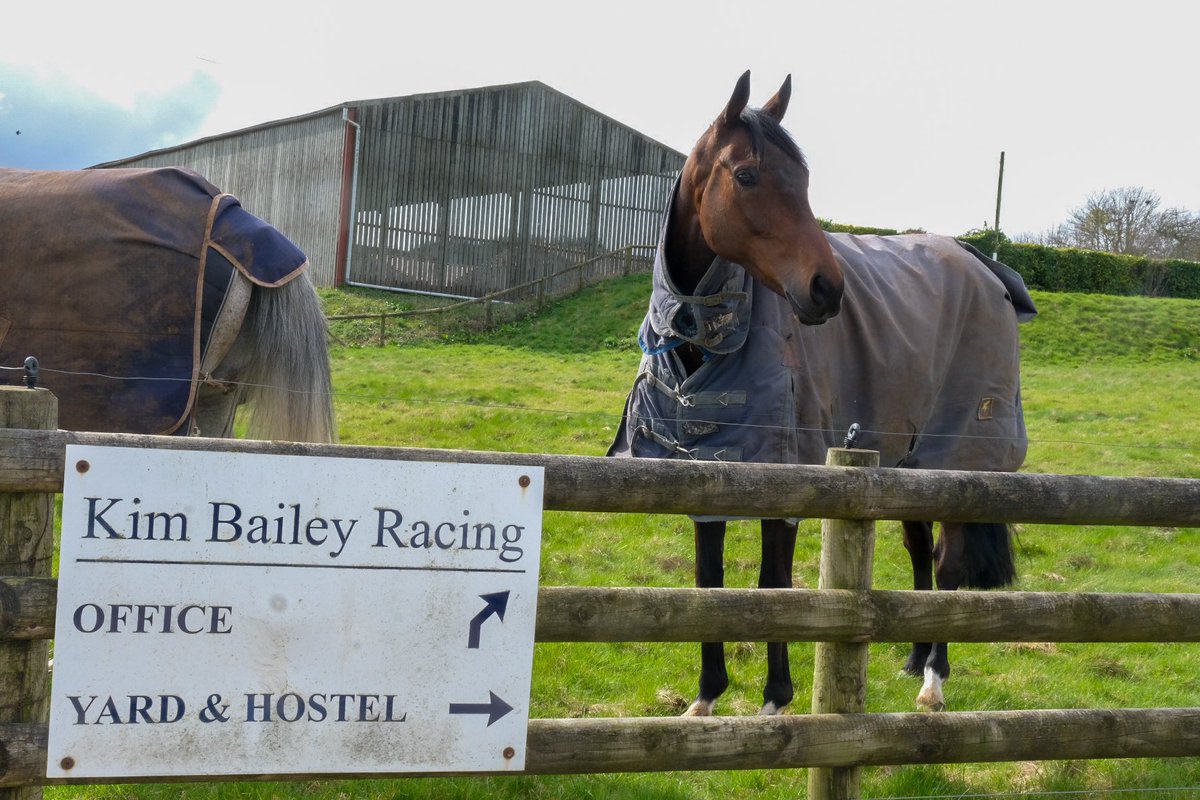 Chianti Classico enjoying his afternoon off..Almost a week ago he was strutting his stuff @CheltenhamRaces #festivalwinner #fedtowin on @DodsonHorrell