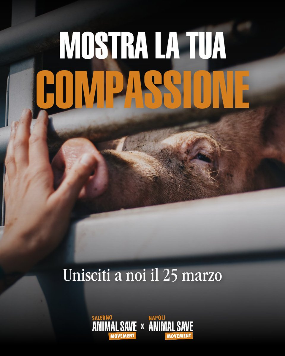 Napoli Animal Save tweet media