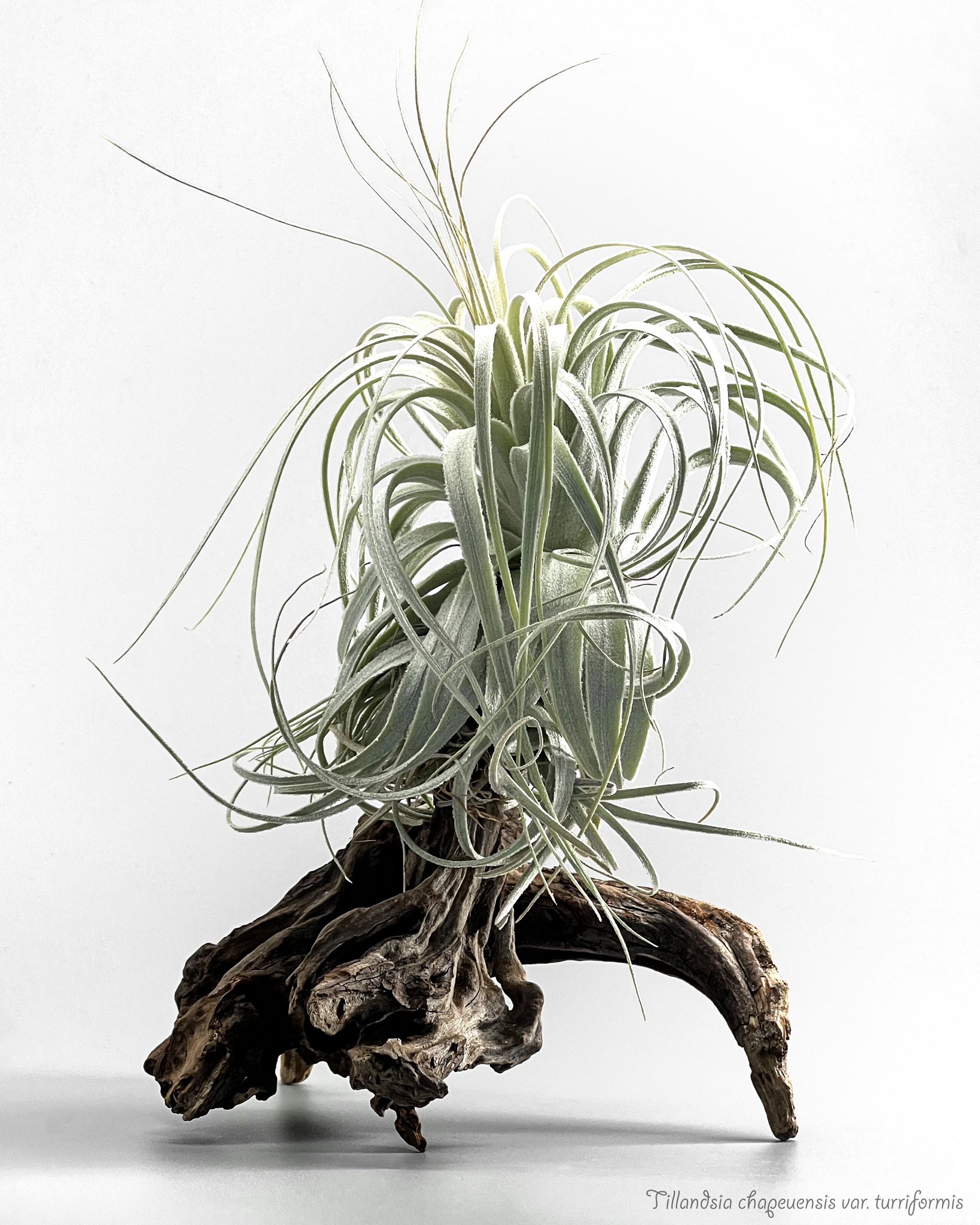 チャペウエンシス・チュリフォルミス ティランジア チランジア エア